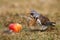 Wild thrush Turdus pilaris with an apple