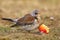 Wild thrush Turdus pilaris with an apple