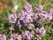 Wild thyme blooming, Thymus