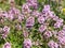 Wild thyme blooming, Thymus