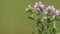 Wild thyme blooming, Thymus vulgaris