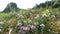 Wild thyme herb growing in Zillertal Valley Austrian alps