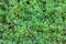 Wild Thyme, Thyme-leaved sandwort