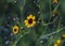 Wild Tickseed flowers closeup, Coreopsis lanceolota