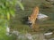 Wild Tiger: Crossing river in the forest of Jim Corbett