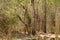 Wild tiger cubs resting in shades of tree with reflection in water and with green background and scenic location at bandhavgarh