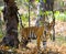 Wild tiger in the jungle. India. Bandhavgarh National Park. Madhya Pradesh.