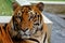 Wild tiger looking zoo portraits animal wildlife big cat