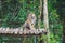 A wild tiger resting on the tree in the jungle. a big cat sitting on fence in the zoo