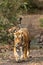 Wild tiger walking head on at ranthambore national park