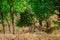 Wild Tigress resting in nature habitat with green background at bandhavgarh national park or tiger reserve, india