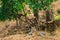 Wild Tigress resting in nature habitat with green background at bandhavgarh national park or tiger reserve, india