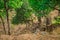 Wild Tigress resting in nature habitat with green background at bandhavgarh national park or tiger reserve, india