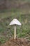 Wild toadstool mushrooms grow on manure