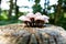 Wild toadstools on top of a weathered wooden post