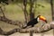 Wild Toco Toucan on Large Branch