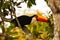 Wild Toco Toucan Leaning before Flight
