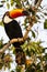 Wild Toco Toucan Looking over Shoulder