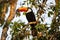 Wild Toco Toucan surrounded by Branches, in Morning Light