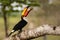 Wild Toco Toucan Tossing and Eating Kibble with Beak