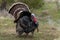 Wild tom turkeys strutting a mating dance with their tail feathers fanned out