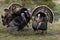 Wild tom turkeys strutting a mating dance with their tail feathers fanned out