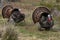 Wild tom turkeys strutting a mating dance with their tail feathers fanned out