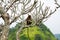 Wild toque macaque monkey Macaca sinica sitting on a branch of bare tree with blurred green hill peak in the background, Sri