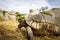 Wild tortoise