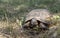 A wild tortoise roaming freely in Central Turkey