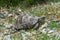 Wild tortoise walking