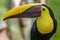 Wild Toucan in Costa Rica