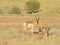 Wild treasures, pronghorn, antelope