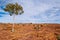 Wild tree in the Australian bush