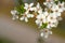 Wild Tree Blossom