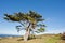 Wild tree at the Cape of Good Hope peninsula