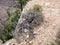 Wild treelike thyme growing on the rock in Grand Canyon