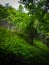 Wild trees with greeny background