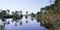 Wild trees pines reflexion in water lake coast in Hostens in gironde southwest France