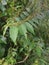 wild trema orientalis tree plant in the forest