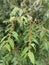 wild trema orientalis tree plant in the forest