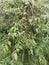 wild trema orientalis tree plant in the forest