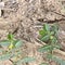 Wild Tribulus terrestris grass with tiny yellow flowers and green leaves