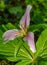 Wild Trillium Blooming in the Morning Light