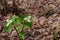 wild trillium in full bloom in a forest