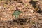 Wild Trillium or toadshade plant