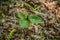 Wild Trillium or toadshade plant