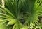 Wild Tropical Ferns Background