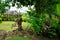 Wild tropical garden in Oceania with coconut shells, exotic vegetation and fales, Samoa