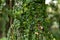 Wild tropical green liana on a tree